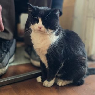 Bezšķirnes - attēls