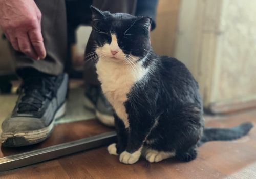 Bezšķirnes - attēls