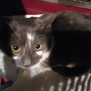 Bezšķirnes - attēls