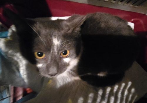 Bezšķirnes - attēls