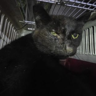 Bezšķirnes - attēls