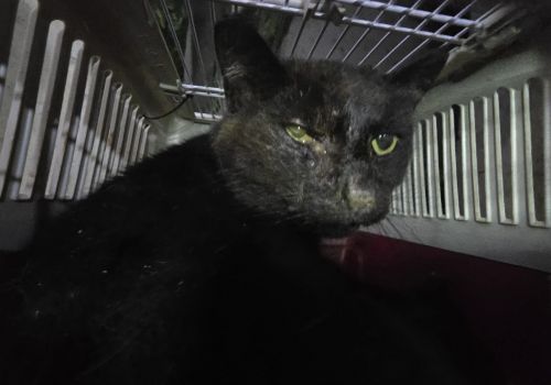 Bezšķirnes - attēls