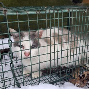 Bezšķirnes - attēls