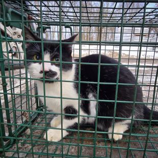 Bezšķirnes - attēls