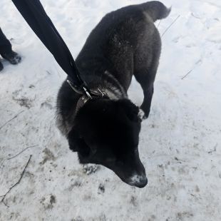 Bezšķirnes - attēls