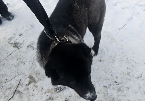 Bezšķirnes - attēls