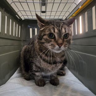 Bezšķirnes - attēls