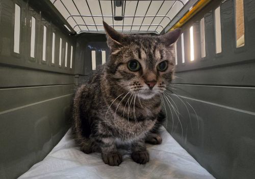 Bezšķirnes - attēls