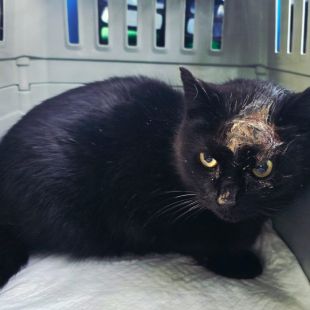 Bezšķirnes - attēls