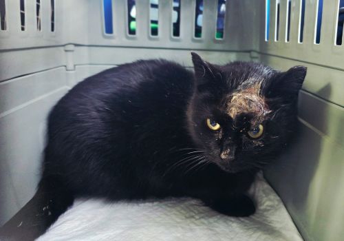 Bezšķirnes - attēls