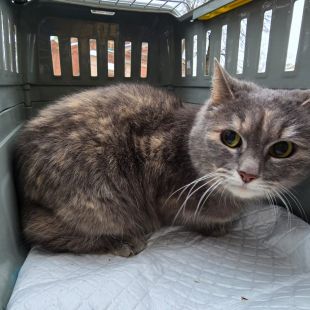 Bezšķirnes - attēls