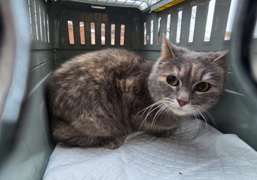 Bezšķirnes - attēls