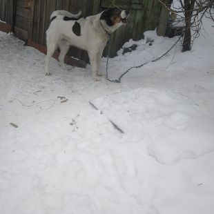 Bezšķirnes - attēls