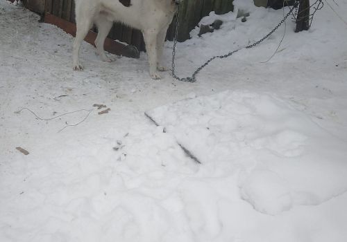 Bezšķirnes - attēls