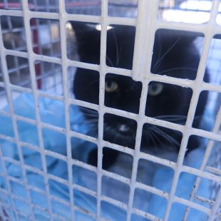 Bezšķirnes - attēls