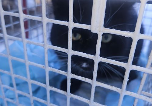 Bezšķirnes - attēls