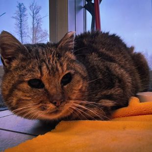 Bezšķirnes - attēls