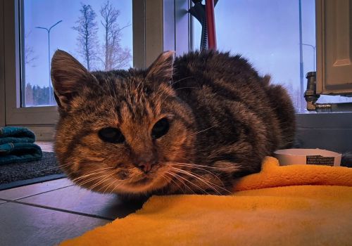 Bezšķirnes - attēls