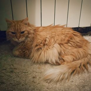 Bezšķirnes - attēls