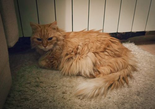 Bezšķirnes - attēls