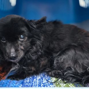 Bezšķirnes - attēls