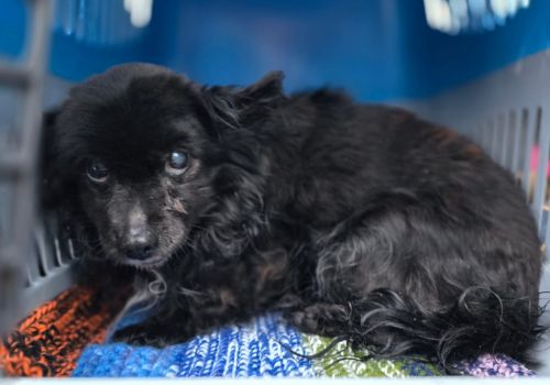 Bezšķirnes - attēls