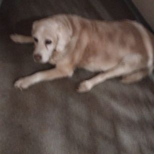 Bezšķirnes - attēls