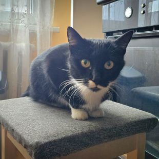 Bezšķirnes - attēls