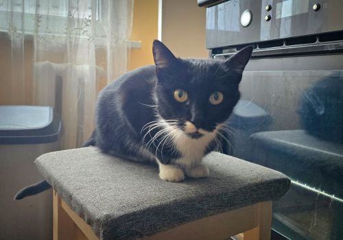 Bezšķirnes - attēls