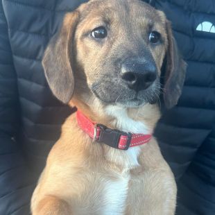 Bezšķirnes - attēls