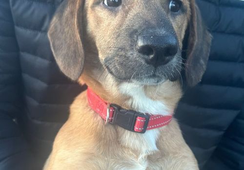 Bezšķirnes - attēls