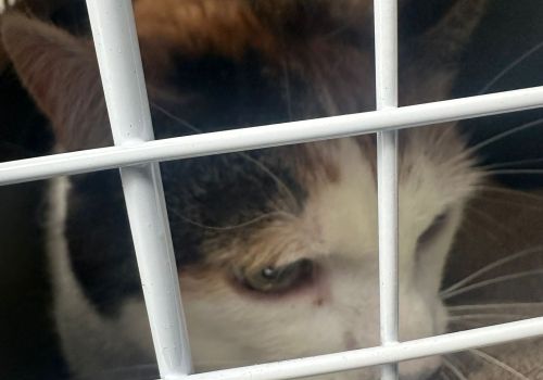 Bezšķirnes - attēls