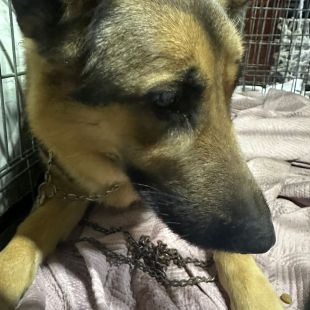 Bezšķirnes - attēls