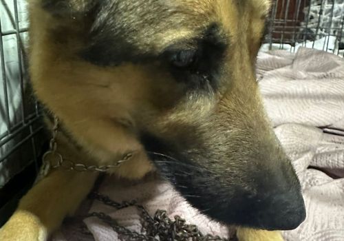 Bezšķirnes - attēls