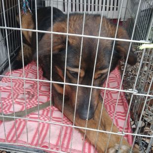 Bezšķirnes - attēls