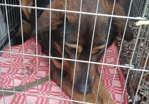 Bezšķirnes - attēls