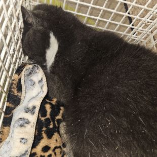 Bezšķirnes - attēls