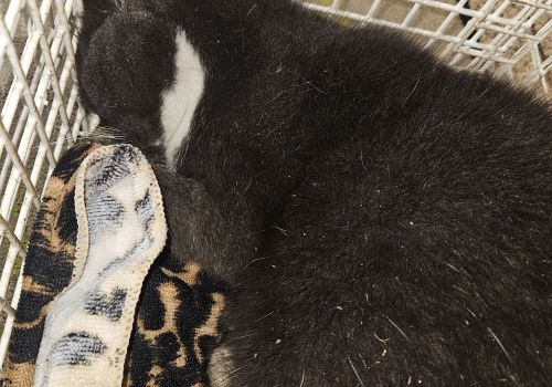 Bezšķirnes - attēls