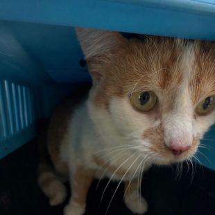 Bezšķirnes - attēls