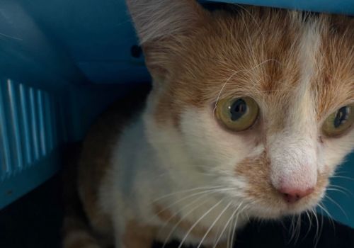 Bezšķirnes - attēls