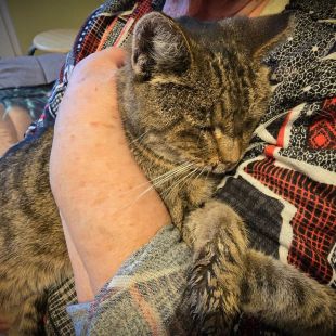 Bezšķirnes - attēls