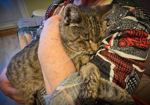 Bezšķirnes - attēls