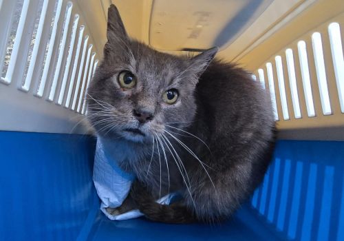 Bezšķirnes - attēls