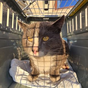 Bezšķirnes - attēls