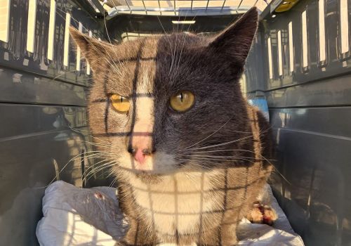 Bezšķirnes - attēls