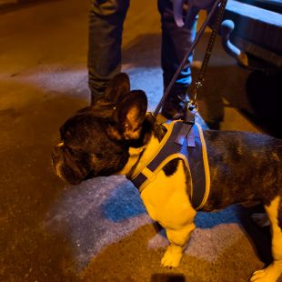 Franču buldogs - attēls