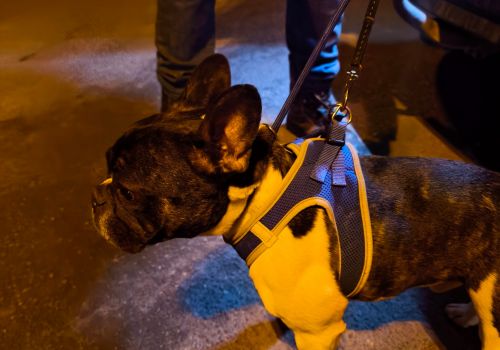 Franču buldogs - attēls