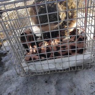 Bezšķirnes - attēls