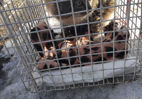 Bezšķirnes - attēls