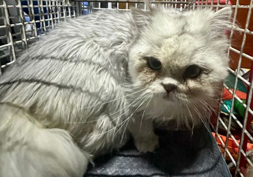 Bezšķirnes - attēls